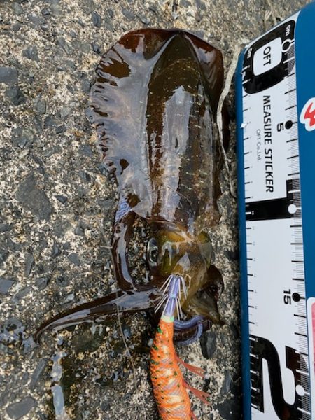 連休明けのアオリは・・・