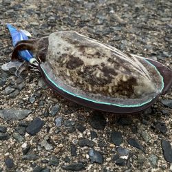 過去最高の・・・