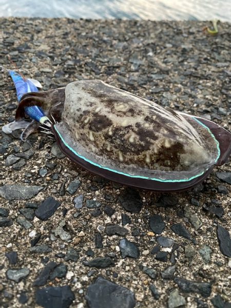 過去最高の・・・