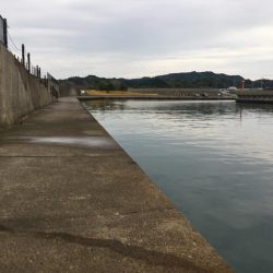 アジ、ヘダイ、サヨリ、チャリコ