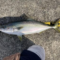 神戸沖堤　青物！