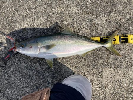 神戸沖堤　青物！