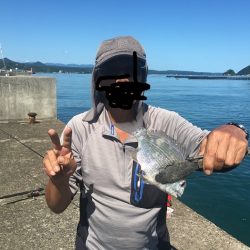 ヘダイ、ガシラ、コッパグレ、アイゴ、不明魚