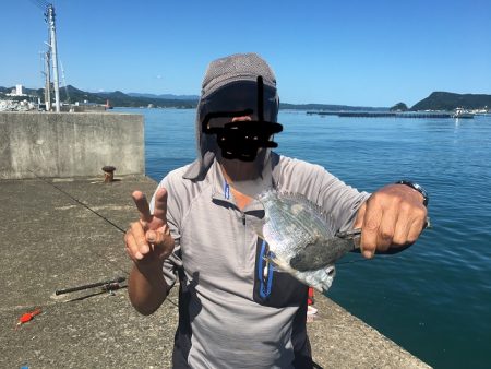 ヘダイ、ガシラ、コッパグレ、アイゴ、不明魚