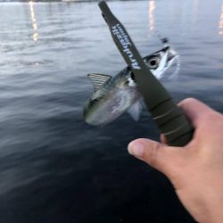 早朝サバングin大阪舞洲11