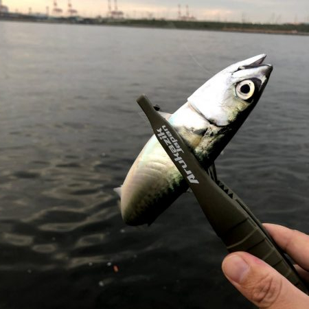 早朝サバングin大阪舞洲12