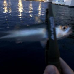 早朝アジングin大阪舞洲13