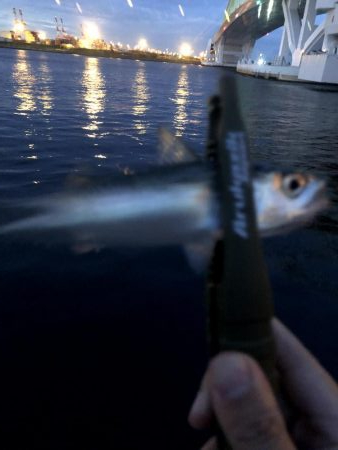 早朝アジングin大阪舞洲13