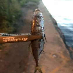 早朝アジングin大阪舞洲14（20200929）