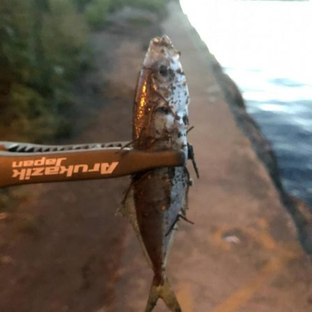 早朝アジングin大阪舞洲14（20200929）