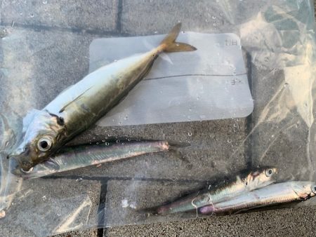 たまにはサビキ釣り