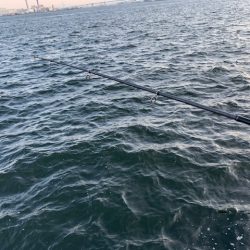 イワシがひたすら釣れ続け