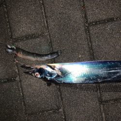 コスモもタチウオ　でも小さい