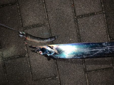 コスモもタチウオ　でも小さい