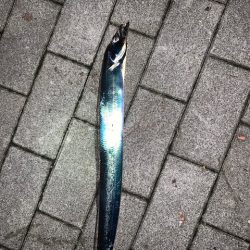 タチウオ　つ抜けだけどベルト