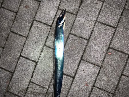 タチウオ　つ抜けだけどベルト