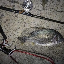 (2020/09/01 南港ヘチ釣り キビレチヌ 45cm~ 真チヌ 釣果有り)