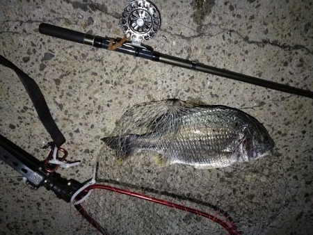 (2020/09/01 南港ヘチ釣り キビレチヌ 45cm~ 真チヌ 釣果有り)