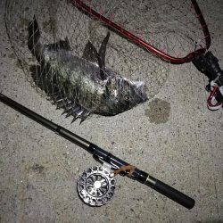 （2020/09/03 南港ヘチ釣り　 真チヌ 41㎝ キビレチヌ 37cm～釣果有り）