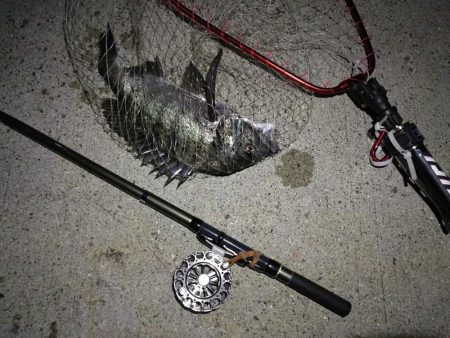 （2020/09/03 南港ヘチ釣り　 真チヌ 41㎝ キビレチヌ 37cm～釣果有り）