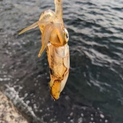 爆風の中新子調査