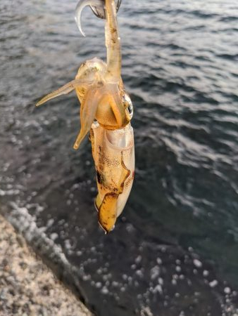 爆風の中新子調査