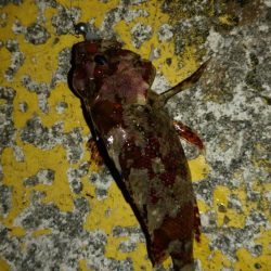 アシストフックを試してみた