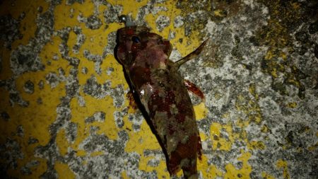 アシストフックを試してみた