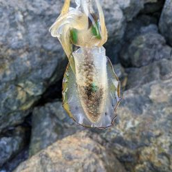 少し成長したかな