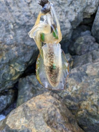 少し成長したかな