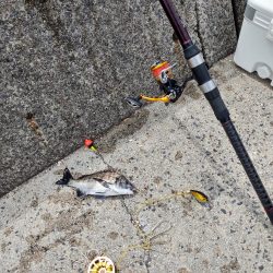 サナギでヒット 室尾西の波止