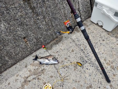 サナギでヒット 室尾西の波止