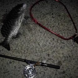 (2020/09/09 南港ヘチ釣り 真チヌ 49㎝ キビレチヌ 40cm~ ガシラ 釣果有り)