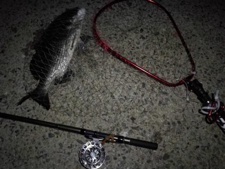 (2020/09/09 南港ヘチ釣り 真チヌ 49㎝ キビレチヌ 40cm~ ガシラ 釣果有り)