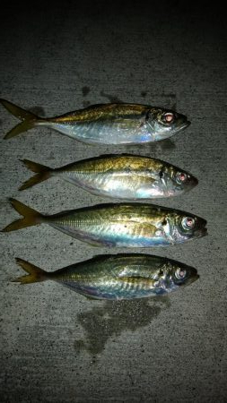 涼しくなったので