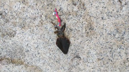 秋イカサイズ？