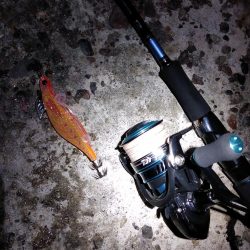 初めてのアオリイカ