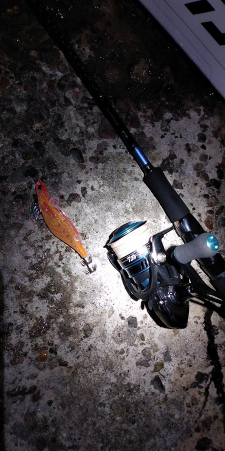 初めてのアオリイカ