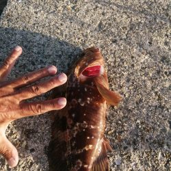 夕マズメの南港ショアジギング