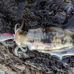 少しサイズアップ