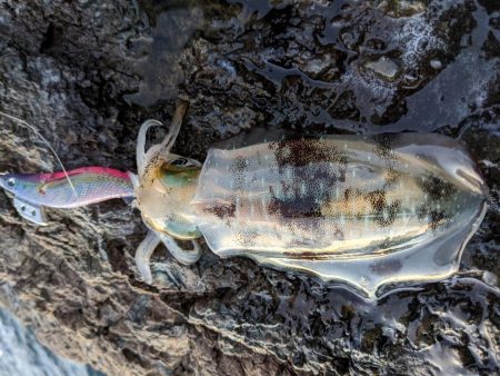 少しサイズアップ