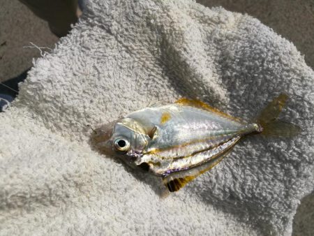 （2020/09/19 泉南ちょい投げ釣り　 キス、ハゼ、ベラ、ワタリガニ 釣果有り）