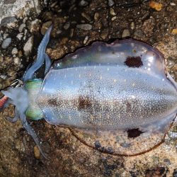 サイズアップならず