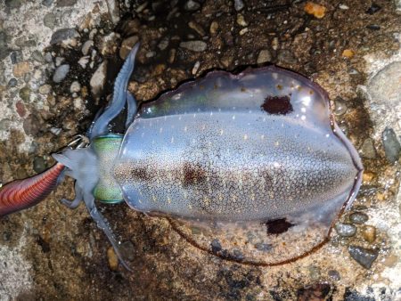 サイズアップならず