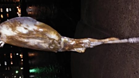 人がいっぱいなんです