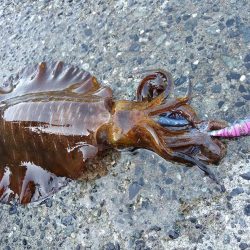 まだいた親イカ