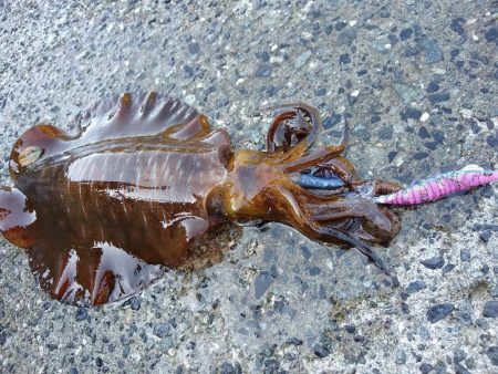 まだいた親イカ