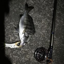 (2020/09/22 南港ヘチ釣り 真チヌ キビレチヌ ガシラ 釣果有り)