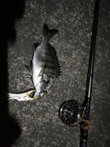 （2020/09/22 南港ヘチ釣り　 真…