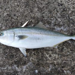 ヒラメに届かず